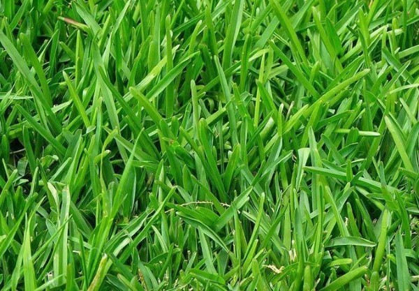 Cỏ Perennial Ryegrass