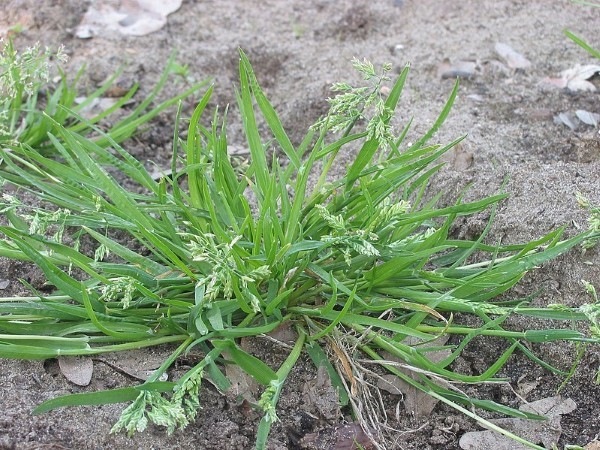 Cỏ Poa Annua