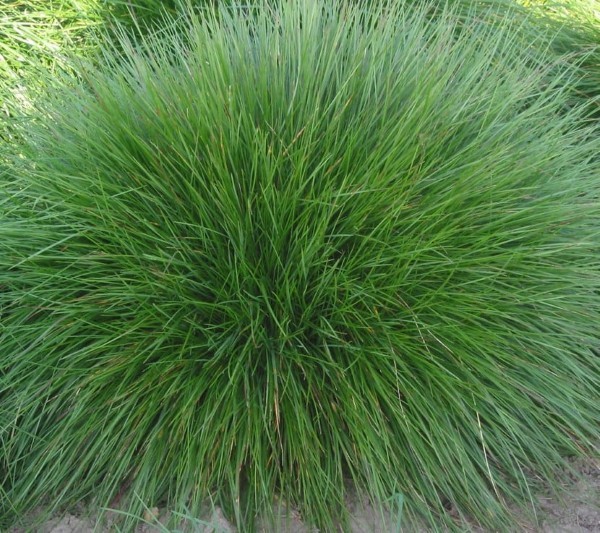 Cỏ Fescue