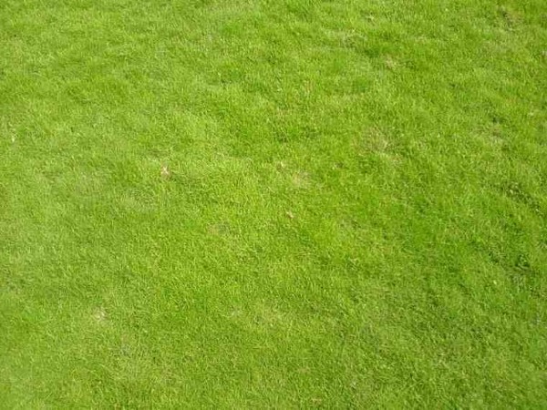 Tiêu chí lựa chọn cỏ sân golf